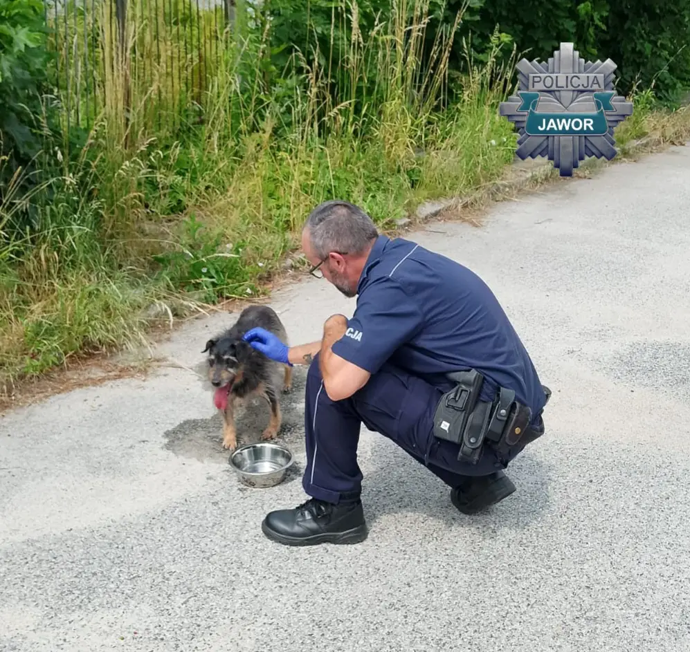 Interwencja policji dla porzuconego psa. Czworonóg trafił pod fachową opiekę