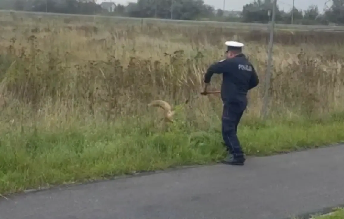 Policjanci ratowali lisa uwięzionego w metalowej siatce
