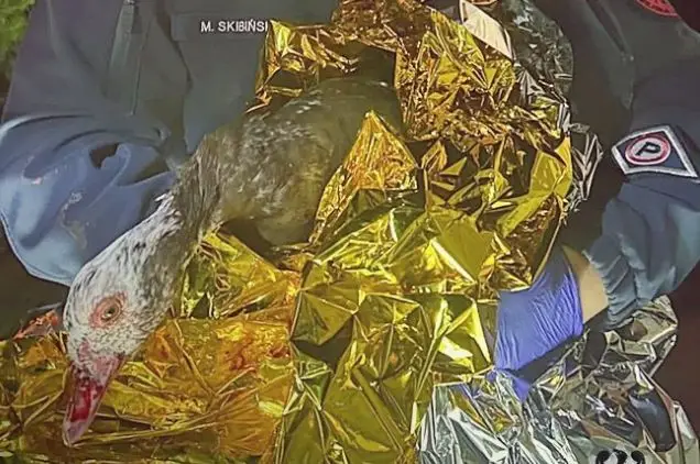 Interwencja policji w Wałbrzychu w przypadku rannej kaczki