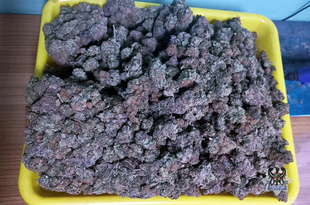 Zatrzymania w Wałbrzychu po wycofaniu kilograma marihuany z obiegu