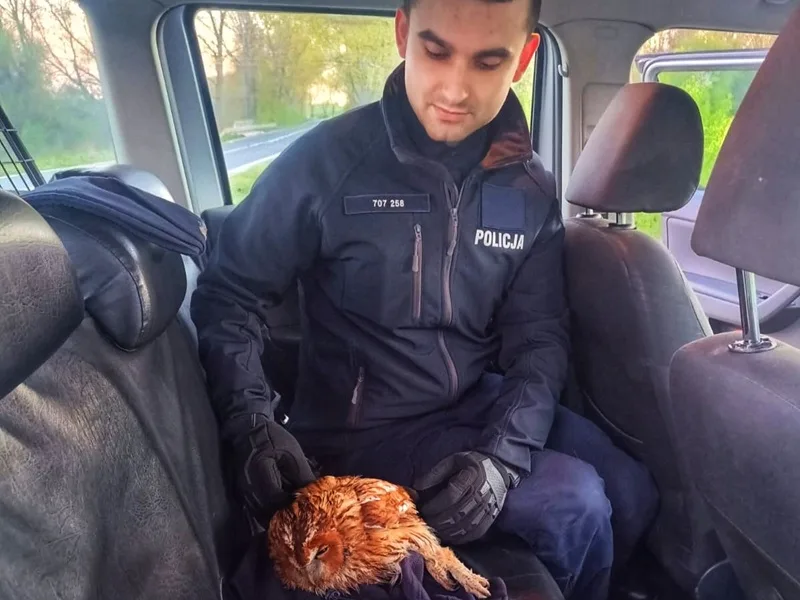 Interwencja policji ratuje życie rannej sowy