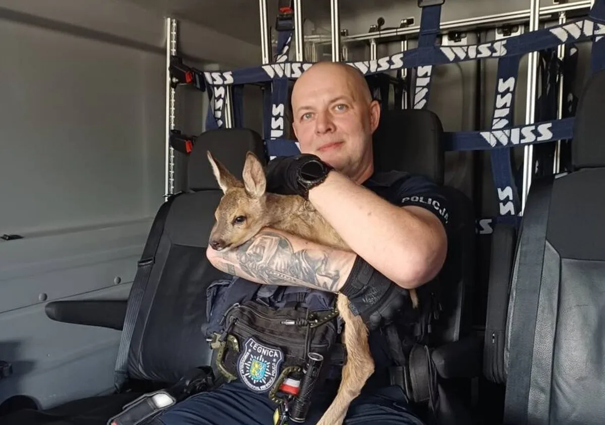 Policjanci uratowali zagubione koźlę sarny w Legnicy
